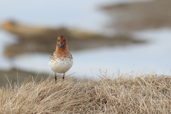 Spoon-billed Sandpiper