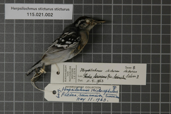 Spot-backed Antwren