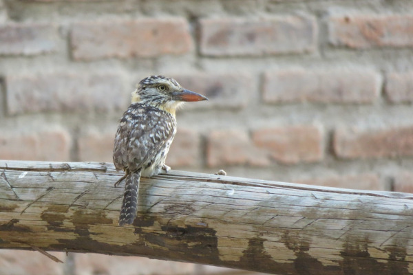 Spot-bellied Puffbird