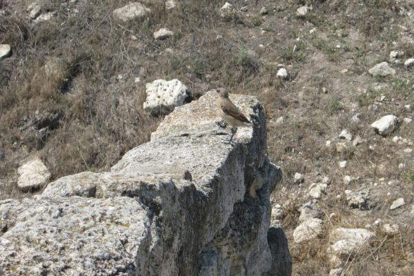 Spot-billed Ground-Tyrant