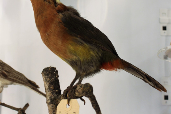 Spot-billed Toucanet