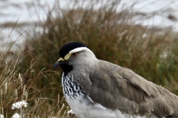 Spot-breasted Lapwing