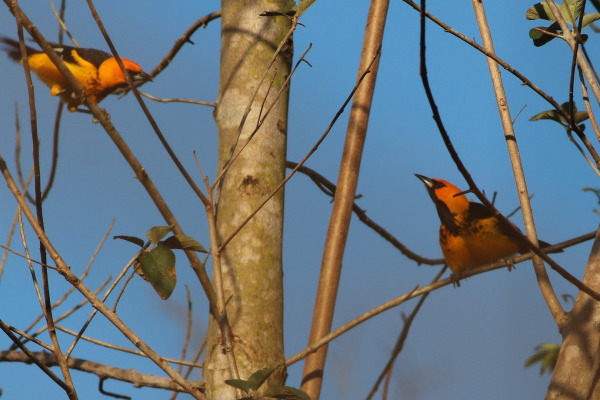 Spot-breasted Oriole