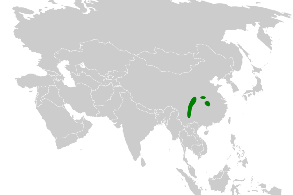 Spot-breasted Parrotbill