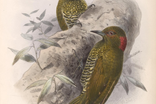 Spot-breasted Piculet