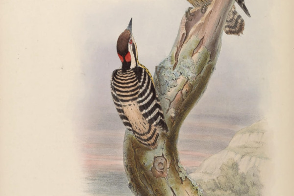 Spot-breasted Pied Woodpecker