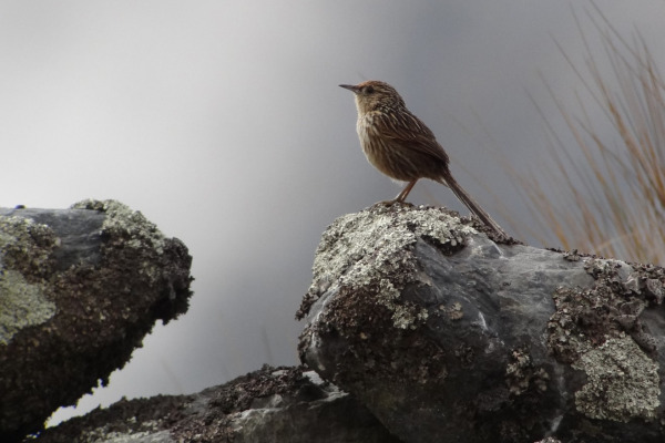 Spot-breasted Thornbird