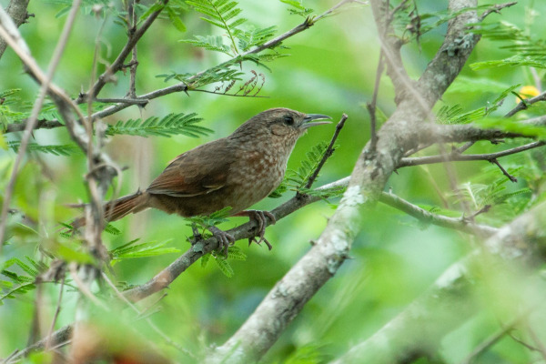 Spot-breasted Thornbird