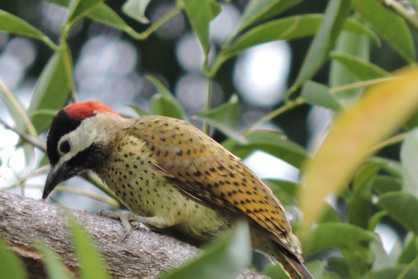 Spot-breasted Woodpecker