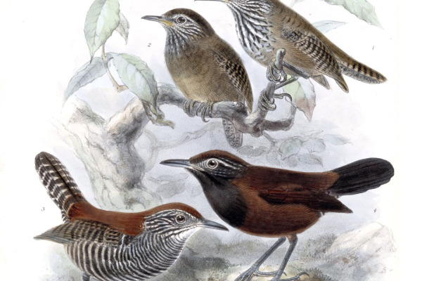 Spot-breasted Wren