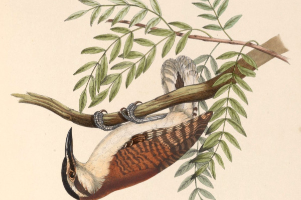 Spot-breasted Wren