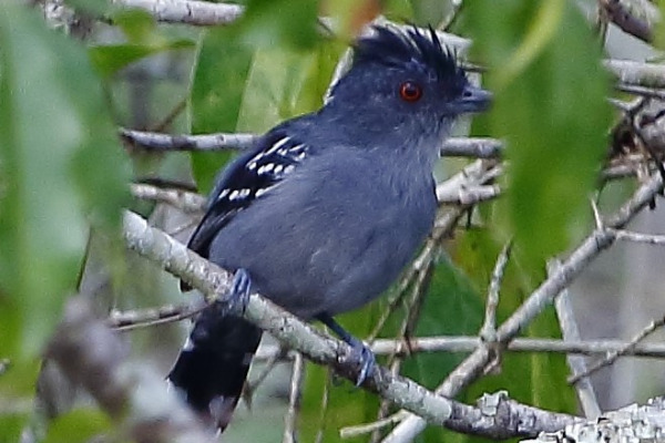 Spot-crowned Antvireo