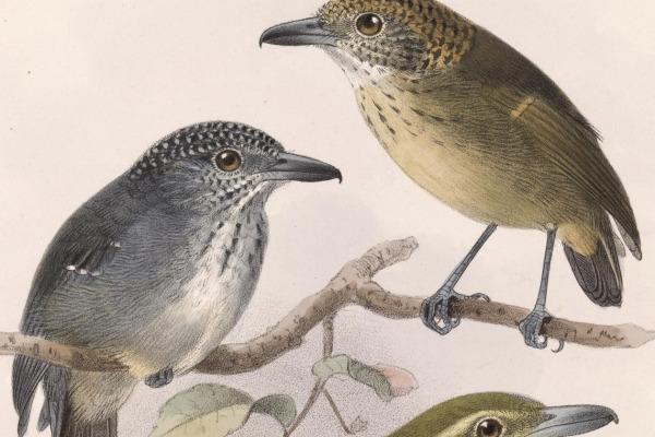 Spot-crowned Antvireo