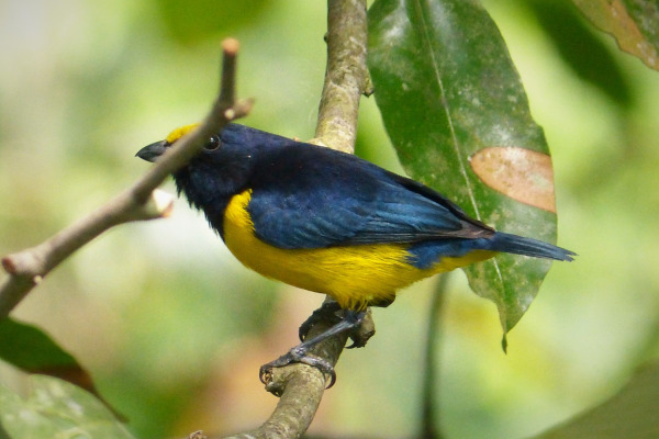 Spot-crowned Euphonia