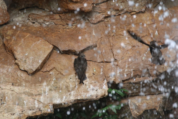 Spot-fronted Swift