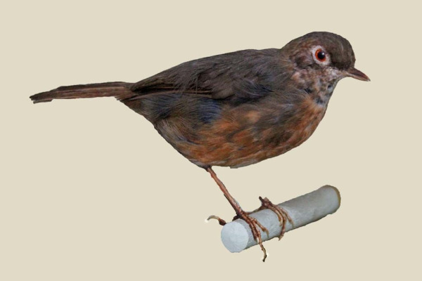 Spot-throat