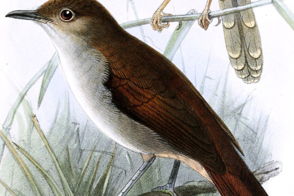 Spot-throated babbler