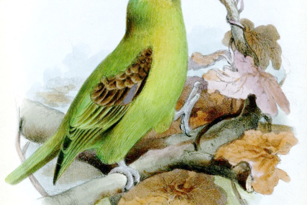Spot-winged Parrotlet