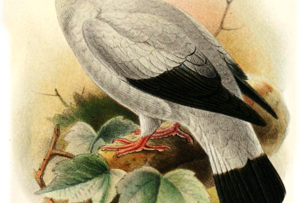 Spot-winged Pigeon