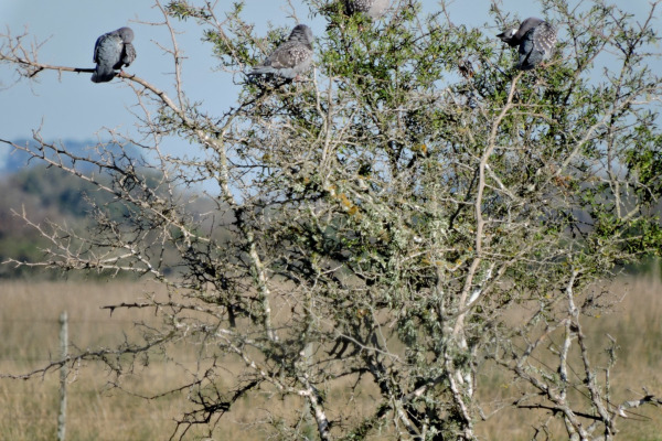 Spot-winged Pigeon