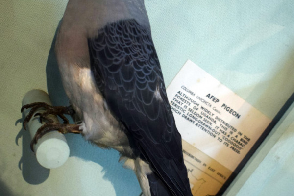 Spot-winged Pigeon