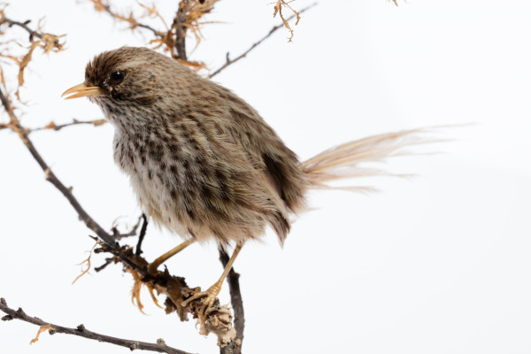 Spotless Crake