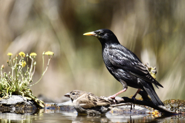 Spotless Starling