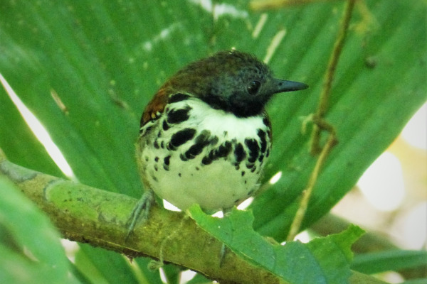 Spotted Antbird