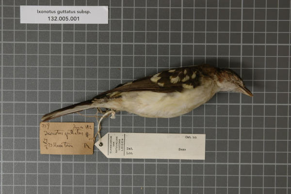 Spotted Antbird