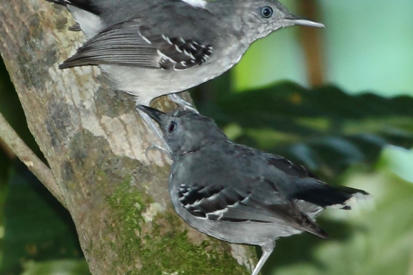 Spotted Antbird