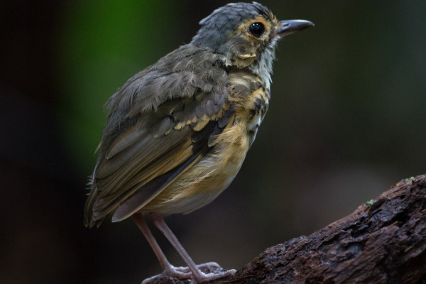 Spotted Antpitta