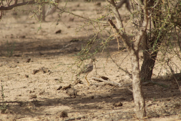 Spotted Dikkop