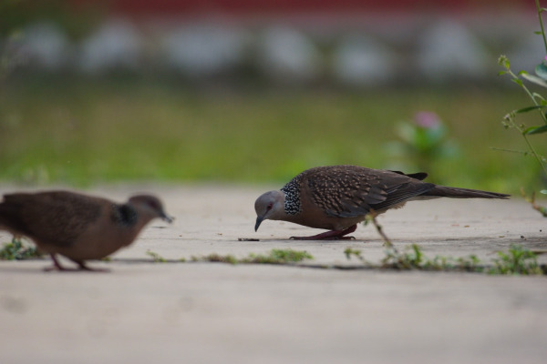 Spotted Dove