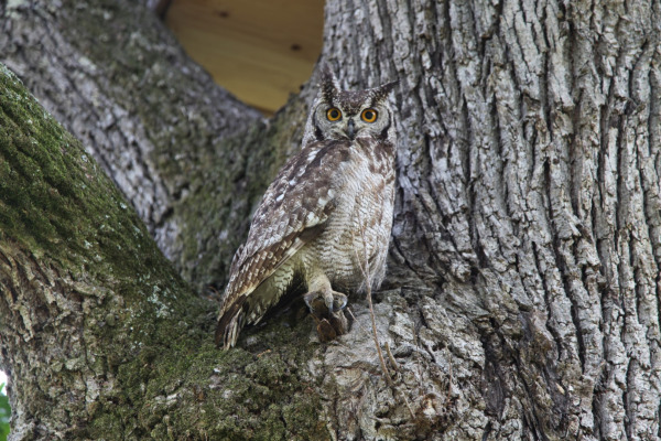 Spotted Eagle-Owl