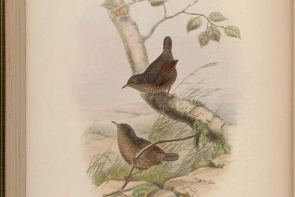 Spotted Elachura