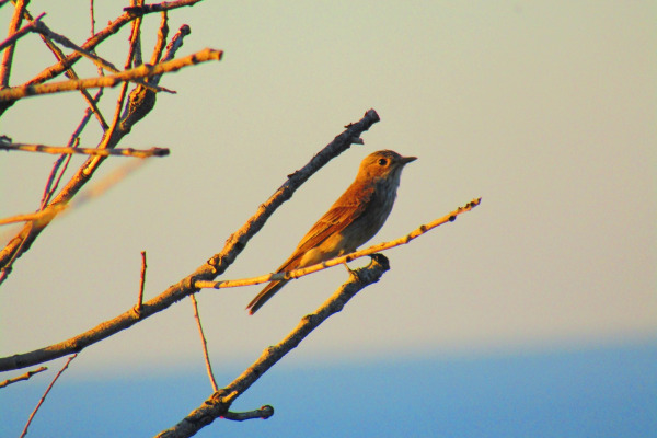Spotted Flycatcher