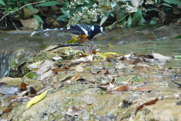 Spotted Forktail