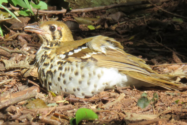 Spotted Forktail