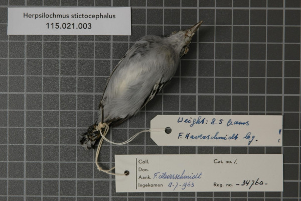 Spotted-headed Antbird