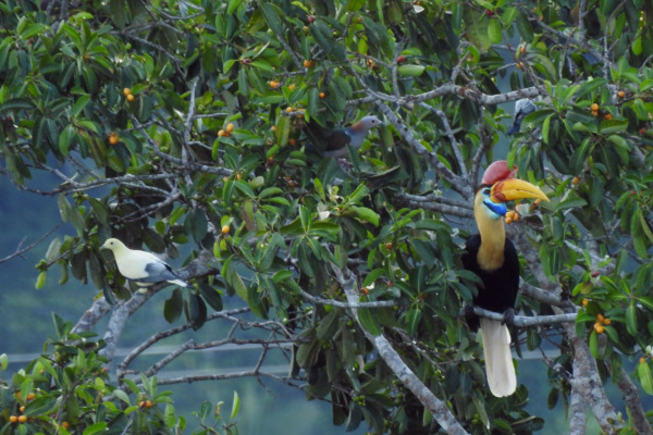 Spotted Imperial Pigeon