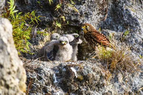 Spotted Kestrel