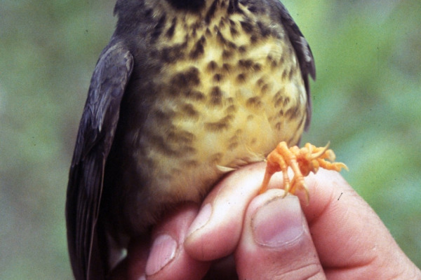 Spotted Nightingale-Thrush