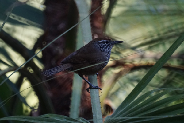 Spotted Nightingale-Thrush