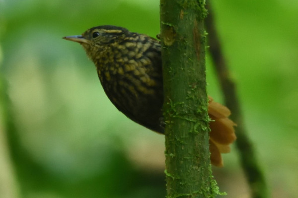 Spotted Puffbird
