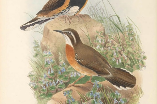 Spotted Quail-thrush
