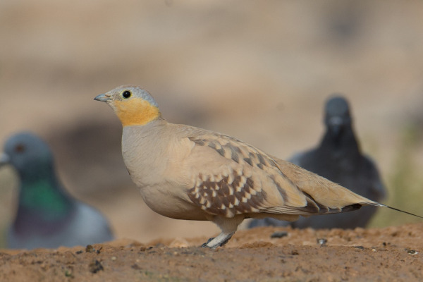 Spotted Sandgrouse