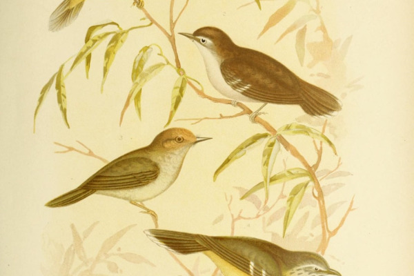 Spotted Scrubwren