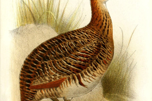 Spotted Tinamou