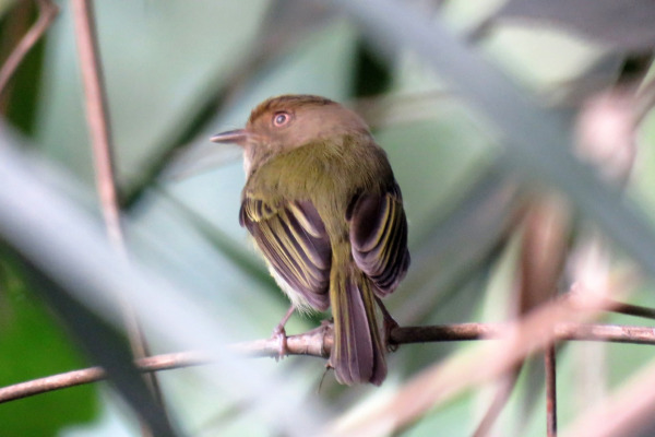 Spotted Tody-Flycatcher