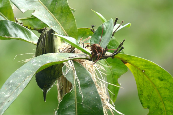Spotted Tody-Flycatcher